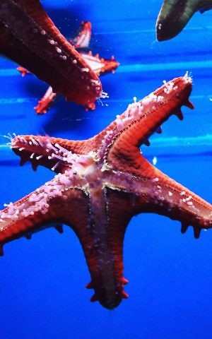 The tanks are many and varied, offering close glimpses of marine life, such as these starfish (Jessica Steinberg/Times of Israel) The tanks are many and varied, offering close glimpses of marine life, such as these starfish (Jessica Steinberg/Times of Israel)
