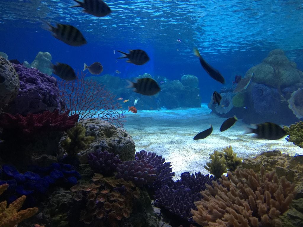 The aquarium's sea water and coral are artificial, but closely mimic the natural habitats of their resident fish (Jessica Steinberg/Times of Israel) The aquarium's sea water and coral are artificial, but closely mimic the natural habitats of their resident fish (Jessica Steinberg/Times of Israel)