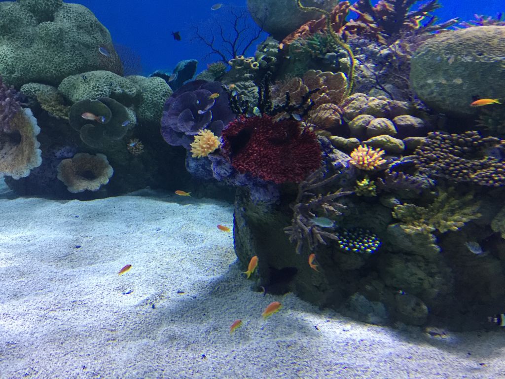 The coral in the Red Sea tanks is artificial, but closely imitates the features of the real thing (Jessica Steinberg/Times of Israel) The coral in the Red Sea tanks is artificial, but closely imitates the features of the real thing (Jessica Steinberg/Times of Israel)