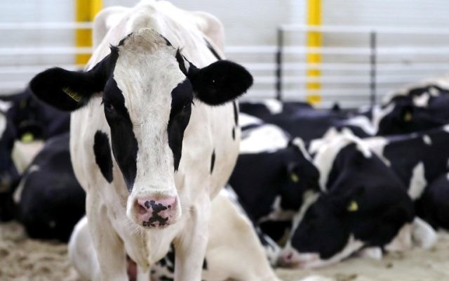 Illustrative: A picture taken on July 12, 2017 shows a herd of cows, airlifted from Budapest, at the Baladna livestock production farm in the city of al-Khor, northeast of Qatar. (AFP Photo/Stringer) Illustrative: A picture taken on July 12, 2017 shows a herd of cows, airlifted from Budapest, at the Baladna livestock production farm in the city of al-Khor, northeast of Qatar. (AFP Photo/Stringer)