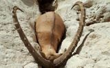 A dead ibex found on July 15, 2017, following the collapse of an evaporation pond wall that released toxic waste water into the Ashalim stream in southern Israel. (Israel Nature and Parks Authority)