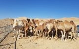 Untended camels rounded up in the south of Israel on July 9, 2017. (Agriculture Ministry)