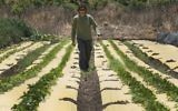 Dotan Goshen, the owner of a bio-farm in the kibbutz of Hama'apil, in central Israel, walks between rows of vegetables at his organic fruit and vegetable farm on May 8, 2017 (AFP PHOTO / JACK GUEZ)