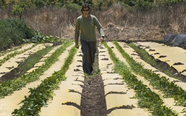 Dotan Goshen, the owner of a bio-farm in the kibbutz of Hama'apil, in central Israel, walks between rows of vegetables at his organic fruit and vegetable farm on May 8, 2017 (AFP PHOTO / JACK GUEZ) Dotan Goshen, the owner of a bio-farm in the kibbutz of Hama'apil, in central Israel, walks between rows of vegetables at his organic fruit and vegetable farm on May 8, 2017 (AFP PHOTO / JACK GUEZ)