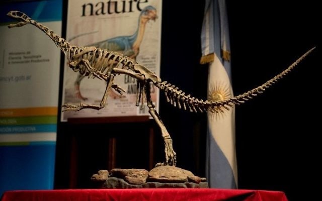 This photo taken on June 23, 2015, shows a replica of a skeleton of a Chilesaurus diegosuarezi, a bizarre genus of herbivorous dinosaur, exhibited at the Bernardino Rivadavia Natural Sciences Museum in Buenos Aires, Argentina. (AFP Photo/Eitan Abramovich)