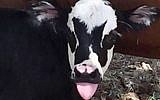 A newborn calf named Genie, with facial markings that resemble Gene Simmons, bass player for the rock group KISS, shortly after its birth in Kerrville, Texas, July 28, 2017. (Heather Taccetta via AP)