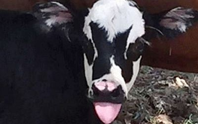 A newborn calf named Genie, with facial markings that resemble Gene Simmons, bass player for the rock group KISS, shortly after its birth in Kerrville, Texas, July 28, 2017. (Heather Taccetta via AP)