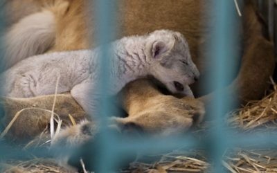 A lion rescued from a zoo in the war-torn Syrian city of Aleppo cuddles her newborn cub in the Ma’wa Wildlife Reserve in northern Jordan, August 12, 2017.(Four Paws/Ahu Savan An, via AP).