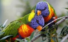 Parrots at the Jerusalem Biblical Zoo. (Miriam Alster/Flash90)