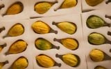 Illustrative: Etrogs for sale at the 'four-species' market in Jerusalem on October 13, 2016. (Sebi Berens/Flash90)