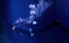 A scuba diver in one of the tanks of the Jerusalem aquarium, which is still experiencing adjustment problems with its sea creatures (Hadas Parush/Flash 90)