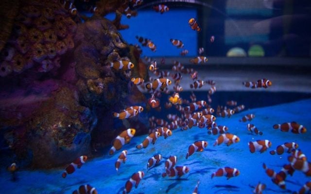 Dozens of clown fish populate one of the tanks in the Jerusalem aquarium (Hadas Parush/Flash 90) Dozens of clown fish populate one of the tanks in the Jerusalem aquarium (Hadas Parush/Flash 90)