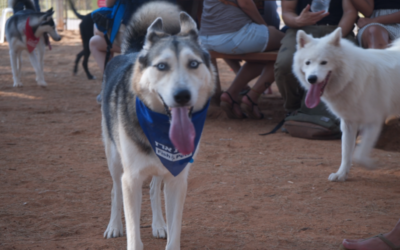 Dogs and owners congregate at Tel Aviv's Ganei Yehoshua Park for the city's annual Dog Day, August 26, 2017. (Luke Tress/Times of Israel)
