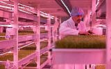 Co-founder of the 'Growing Underground' project Steven Dring inspects the crops at the urban farm project in Clapham, south London, on September 13, 2017. (AFP Photo/Daniel Leal-Olivas)