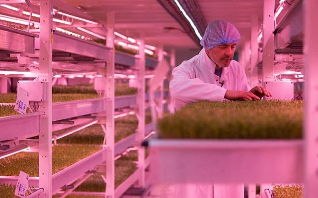 Co-founder of the 'Growing Underground' project Steven Dring inspects the crops at the urban farm project in Clapham, south London, on September 13, 2017. (AFP Photo/Daniel Leal-Olivas) Co-founder of the 'Growing Underground' project Steven Dring inspects the crops at the urban farm project in Clapham, south London, on September 13, 2017. (AFP Photo/Daniel Leal-Olivas)