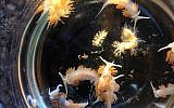 This April 2015 photo provided by John W. Chapman shows marine sea slugs from a derelict vessel from Iwate Prefecture, Japan which washed ashore in Oregon.(John W. Chapman via AP)