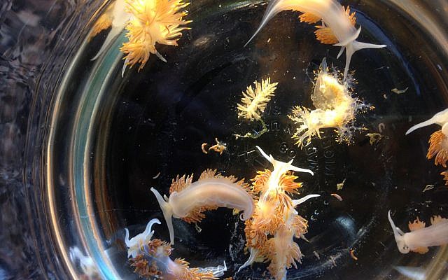 This April 2015 photo provided by John W. Chapman shows marine sea slugs from a derelict vessel from Iwate Prefecture, Japan which washed ashore in Oregon.(John W. Chapman via AP) This April 2015 photo provided by John W. Chapman shows marine sea slugs from a derelict vessel from Iwate Prefecture, Japan which washed ashore in Oregon.(John W. Chapman via AP)