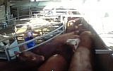 Footage of alleged animal cruelty in a Haifa slaughterhouse broadcast on September 27, 2017. (Screen capture: Channel 2)
