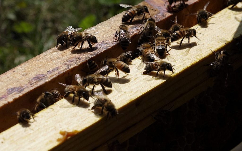 Shoresh director of engagement Sabrina Malach says that each bee makes about 1/12 of a teaspoon of honey in their lifetime. (Dana Wachter/Times of Israel)