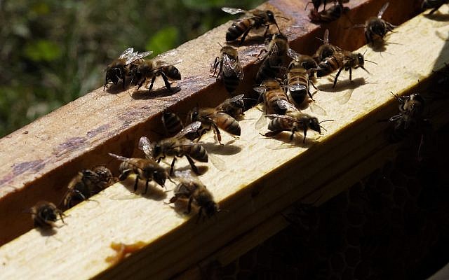 Shoresh director of engagement Sabrina Malach says that each bee makes about 1/12 of a teaspoon of honey in their lifetime. (Dana Wachter/Times of Israel)