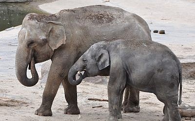 Elephants at the Cologne Zoological Garden (CC BY 2.0 Marco Verch/Wikipedia). Elephants at the Cologne Zoological Garden (CC BY 2.0 Marco Verch/Wikipedia).