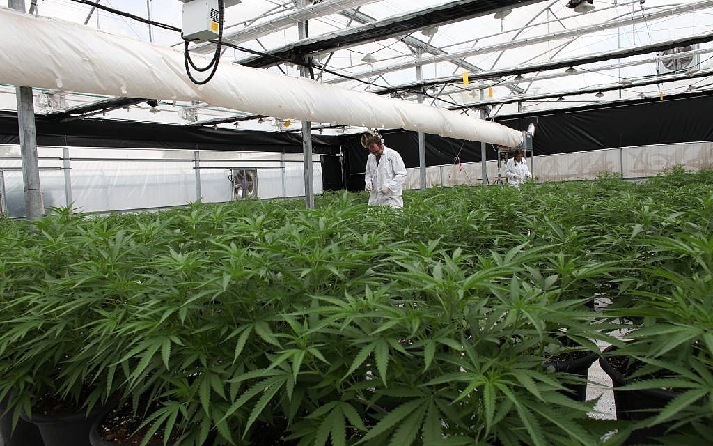 One of the greenhouses at Breath of Life Pharma near Beit Shemesh, where producers are anticipating the passage of a law that would allow them to export medical cannabis. (Courtesy) One of the greenhouses at Breath of Life Pharma near Beit Shemesh, where producers are anticipating the passage of a law that would allow them to export medical cannabis. (Courtesy)