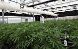 One of the greenhouses at Breath of Life Pharma near Beit Shemesh, where producers are anticipating the passage of a law that would allow them to export medical cannabis. (Courtesy)