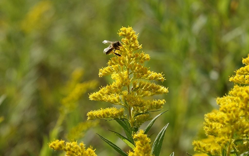 A honeybee pollinating a flower. (Dana Wachter/Times of Israel)