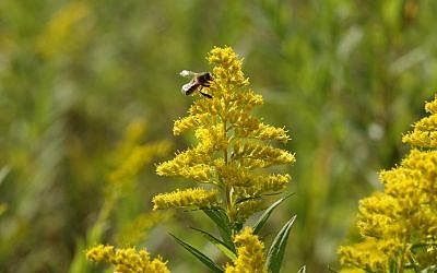 A honeybee pollinating a flower. (Dana Wachter/Times of Israel)