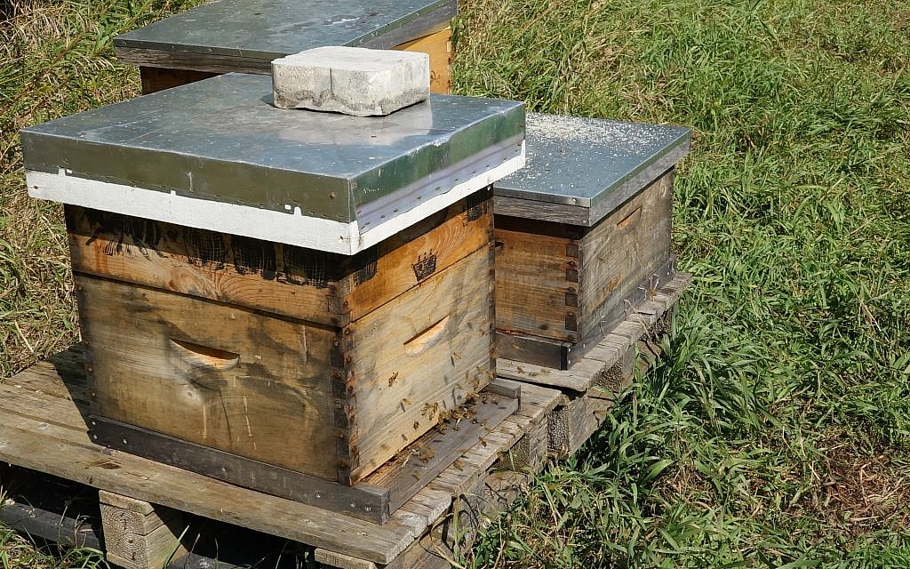 Shoresh has about 30 hives from which they pull honey to sell to the Jewish community. (Dana Wachter/Times of Israel)