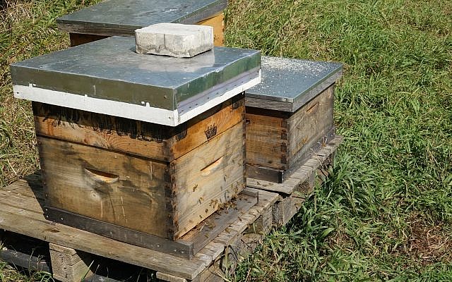 Shoresh has about 30 hives from which they pull honey to sell to the Jewish community. (Dana Wachter/Times of Israel)