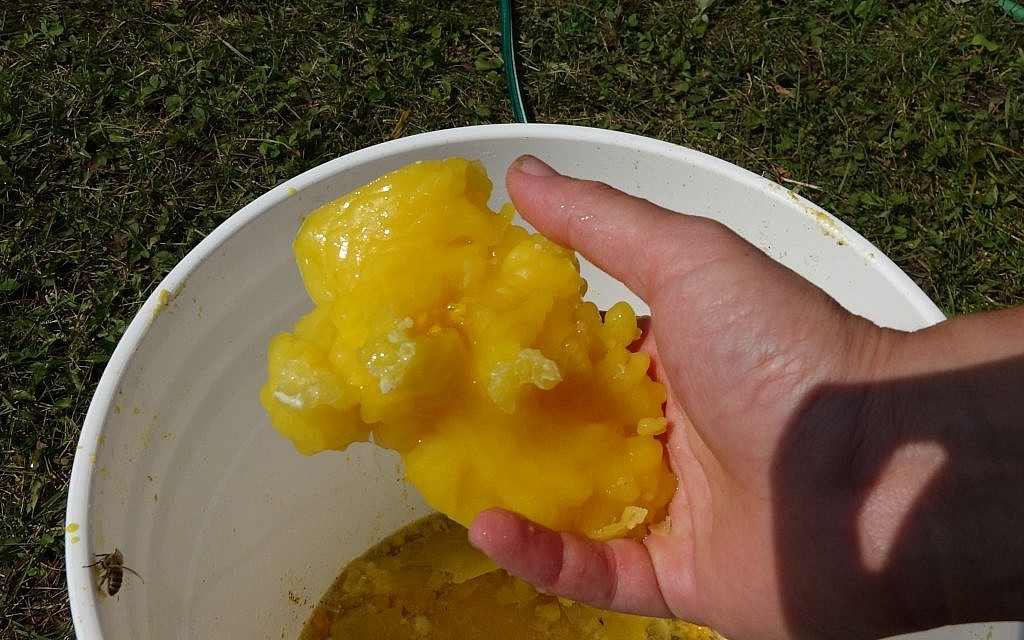 Shoresh turns beeswax into shabbat candles to sell to Toronto's Jewish community. (Dana Wachter/Times of ISrael)