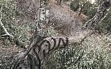 One of the olive trees in the Palestinian village of Burin that was uprooted by Israeli settlers on September 13, 2017. Spray-painted on the trunk is the Hebrew for "administrative" in reference to the administrative orders issued against hilltop youth. (Courtesy)