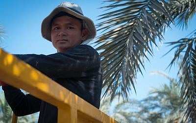 Somjit, a Buddhist Thai worker at kibbutz Tirat Tzvi, harvests lulavs ahead of Sukkot, September 27, 2017. (Luke Tress/Times of Israel)