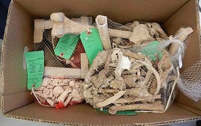 A jumble of bones found at the Khirbet el-Maqatir archaeological dig in 2013. (Steven Rudd)