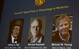 Winners of the 2017 Nobel Prize in Physiology or Medicine (L-R) Jeffrey C Hall, Michael Rosbash and Michael W Young are pictured on a display during a press conference at the Karolinska Institute in Stockholm on October 2, 2017. (AFP PHOTO/Jonathan NACKSTRAND)