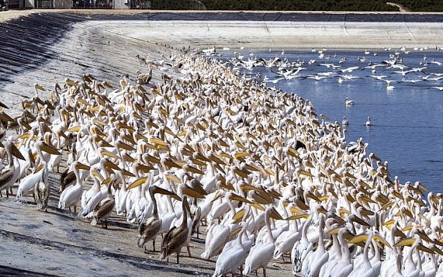 Great white pelicans gather at a reservoir in Mishmar HaSharon north of Tel Aviv on October 11, 2017. (AFP PHOTO / JACK GUEZ) Great white pelicans gather at a reservoir in Mishmar HaSharon north of Tel Aviv on October 11, 2017. (AFP PHOTO / JACK GUEZ)