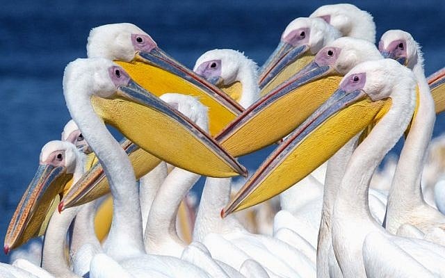 A picture taken on October 13, 2017, shows Pelicans at a water reservoir in Mishmar HaSharon, north of Tel Aviv. (AFP PHOTO / JACK GUEZ) A picture taken on October 13, 2017, shows Pelicans at a water reservoir in Mishmar HaSharon, north of Tel Aviv. (AFP PHOTO / JACK GUEZ)