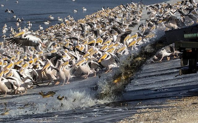 Israeli farmers feed fish to great white pelicans at a reservoir in Mishmar HaSharon on October 15, 2017. (AFP PHOTO/JACK GUEZ) Israeli farmers feed fish to great white pelicans at a reservoir in Mishmar HaSharon on October 15, 2017. (AFP PHOTO/JACK GUEZ)