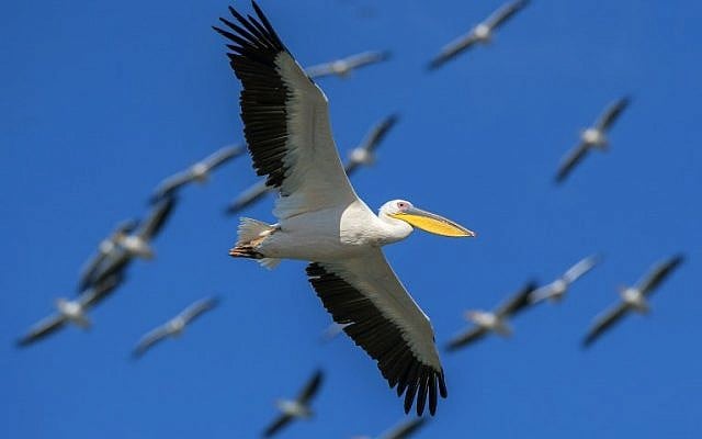 Great white pelicans fly over a water reservoir in Mishmar HaSharon on October 15, 2017. (AFP PHOTO / JACK GUEZ) Great white pelicans fly over a water reservoir in Mishmar HaSharon on October 15, 2017. (AFP PHOTO / JACK GUEZ)