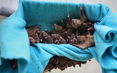 This file photo taken on June 22, 2016, shows fruit bats hanging in a cage at a bat shelter created by Israeli animal activist Nora Lifschitz in Israel's central Elah Valley, south of Beit Shemesh. (AFP Photo/Menahem Kahana)