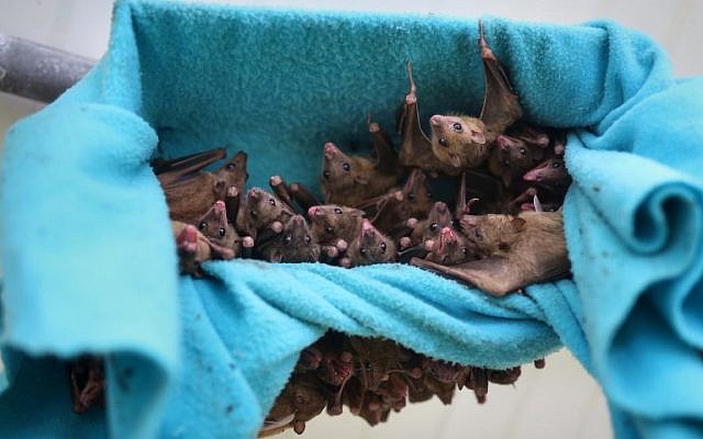 This file photo taken on June 22, 2016, shows fruit bats hanging in a cage at a bat shelter created by Israeli animal activist Nora Lifschitz in Israel's central Elah Valley, south of Beit Shemesh. (AFP Photo/Menahem Kahana) This file photo taken on June 22, 2016, shows fruit bats hanging in a cage at a bat shelter created by Israeli animal activist Nora Lifschitz in Israel's central Elah Valley, south of Beit Shemesh. (AFP Photo/Menahem Kahana)