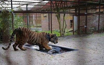 In this image released on Tuesday Oct. 17, 2017, by Four Paws, shows one of two Aleppo tigers taking a bath at Felida Big Cat center Nijeberkoop, Netherlands. (Jeanine Noordermeer, Four Paws via AP)