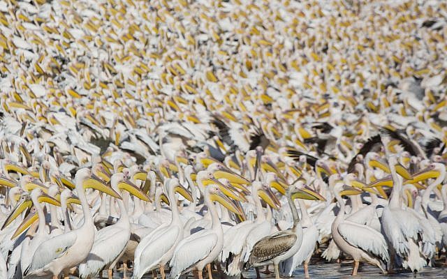 Great White Pelicans gather in Mishmar HaSharon reservoir in Hefer Valley, Israel, to catch food, October 18, 2017. (AP Photo/Ariel Schalit) Great White Pelicans gather in Mishmar HaSharon reservoir in Hefer Valley, Israel, to catch food, October 18, 2017. (AP Photo/Ariel Schalit)