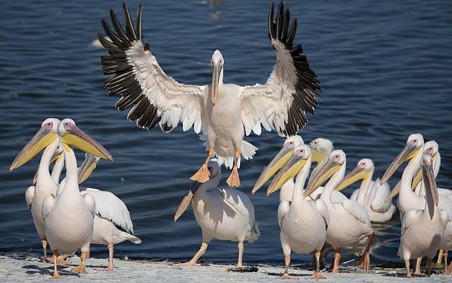 In this photo taken on October 15, 2017, a Great White Pelican prepares to land in the Mishmar HaSharon reservoir in the Hefer Valley, central Israel. (AP Photo/Ariel Schalit) In this photo taken on October 15, 2017, a Great White Pelican prepares to land in the Mishmar HaSharon reservoir in the Hefer Valley, central Israel. (AP Photo/Ariel Schalit)
