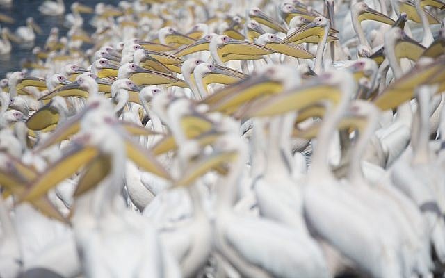 In this photo taken on Sunday, October 15, 2017, Great White Pelicans gather in Mishmar HaSharon reservoir in Hefer Valley, Israel. (AP Photo/Ariel Schalit) In this photo taken on Sunday, October 15, 2017, Great White Pelicans gather in Mishmar HaSharon reservoir in Hefer Valley, Israel. (AP Photo/Ariel Schalit)