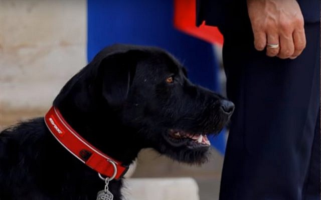 Nemo, French President Emmanuel Macron's black labrador. (Youtube screenshot) Nemo, French President Emmanuel Macron's black labrador. (Youtube screenshot)