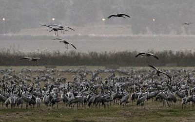 Gray Cranes at the Hula Lake Park in the Hula valley in northern Israel, November 16, 2017. (AFP Photo/Menahem Kahana)