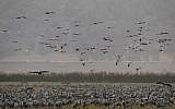 Migrating Gray Cranes at the Agmon Hula Lake in the Hula Valley in northern Israel, November 16, 2017. (AFP Photo/Menahem Kahana)