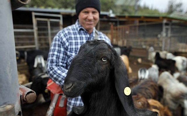 Israeli shepherd Avshalom Yaaran tends to one of his black goats, also called Syrian goats, before walking them to graze at the Jerusalem Mountain near Moshav Nes Harim on November 22 2017. (AFP/Menahem Kahana) Israeli shepherd Avshalom Yaaran tends to one of his black goats, also called Syrian goats, before walking them to graze at the Jerusalem Mountain near Moshav Nes Harim on November 22 2017. (AFP/Menahem Kahana)